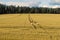 Family mom and two children girl and boy walking the wheat fields and forests