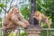 Family of monkey on Kho Rang view point