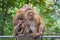 Family of monkey on Kho Rang view point