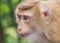 Family of monkey on Kho Rang view point