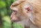 Family of monkey on Kho Rang view point