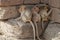 Family of Monkey sitting on stone brick hiding heat from sun light in the summer, Candid animal wildlife picture, group of mammal