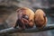 Family of monkeyes Venezuelan red howlers with baby