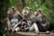 Family of monkeys. Bali a zoo. Indonesia