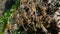 The family of monkeys climbs on a sheer rock among the greenery and roots