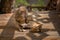 Family of monkeys with a cute little baby macaque