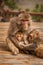 Family of monkeys with a cute little baby macaque