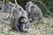 Family of monkeys in the jungle. Bali