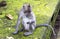 Family of monkeys Long-tailed macaque-Macaca fascicularis in Sangeh Monkey Forest in Bali, Indonesia