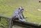 Family of monkeys Long-tailed macaque-Macaca fascicularis in Sangeh Monkey Forest in Bali, Indonesia