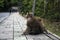 Family of monkeys macaca fascicularis sitting on road