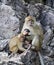 Family of monkeys - mother with two babies
