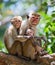 Family of monkeys sitting in a tree. Funny picture. Sri Lanka.