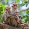 Family of monkeys sitting in a tree. Funny picture. Sri Lanka.