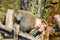 Family of a monkeys on a wooden surface in a zoo