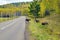 A family of moose crossed the road