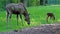 Family of moose or elk, Alces alces is the largest extant species in the deer family.