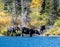 Family of moose feeding in Glacier National Park
