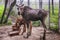 Family of moose at the zoo in Belarus (Mogilev)