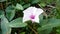 Family morning glory or (Convolvulaceae) is a family of flowering plants. With a prominent member is Morning Glory