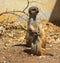 Family of mother and calf meerkats stand upright and look far