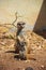 Family of mother and calf meerkats stand upright and look far