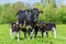 Family mother cow with calves in dutch meadow