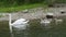 Family of mother swan and little swans on the lake in the wild swim and feed