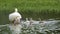 Family of mother swan and little swans on the lake in the wild swim and feed