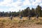 Family mountain biking in countryside, Big Bear, California