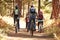 Family mountain biking on forest trail, back view