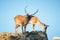 Family mountain deer on a cliff in a national park Thasos