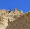 Family of mountain goats with the huge bent horns