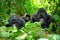 Family of mountain gorillas with a baby gorilla and a silverback posing for picture in Rwanda.