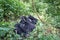 Family of Mountain gorillas in the bush.