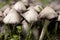 Family of Mushrooms Close-Up