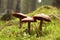 family of mushrooms on a green moss in the forest september mushrooms on a green moss in the forest