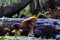 Family of Mushrooms in Redwood Forest