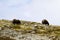 Family of Muskox Ovibos moschatus standing on horizont in Greenland. Mighty wild beasts. Big animals in the nature habitat, Arct