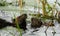 Family of muskrats (Ondatra zibethicus): mother and cub