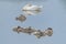 Family Mute Swan Cygnus olor sleeping while floating on water.