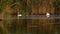 Family of mute swans on Danube delta