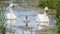 Family of mute swans parents and cygnet swanling