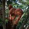 A family of new fern fronds called koru, Abel Tasman National Park, New Zealand