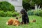 Family Newfoundland dogs with puppies, running around