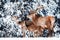 Family of noble red deer in winter forest