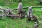 Family of Northern Plains grey langurs