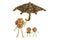 Family nuts under the umbrella