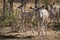 Family of Nyala in Kruger National park