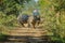 Family off wild rhinos walking and being watched by tourists during jeep safari